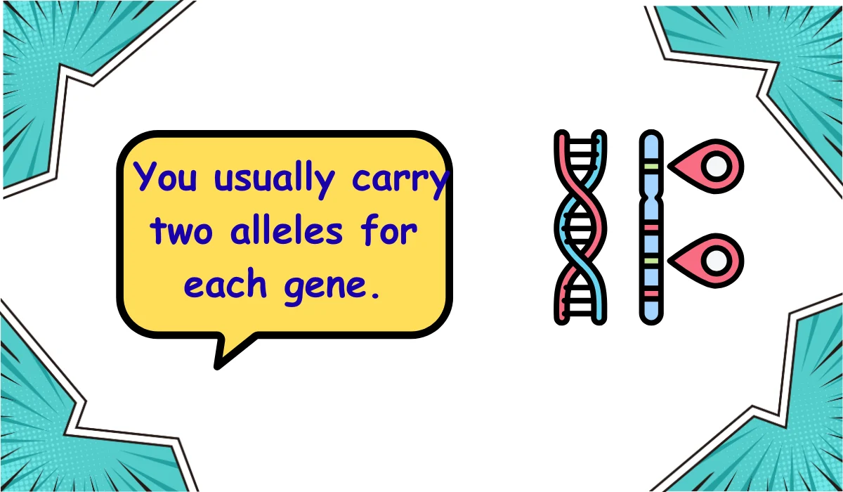 allele meaning